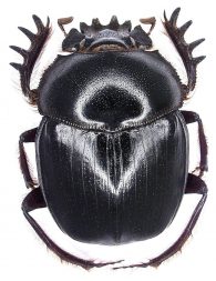african dung beetle