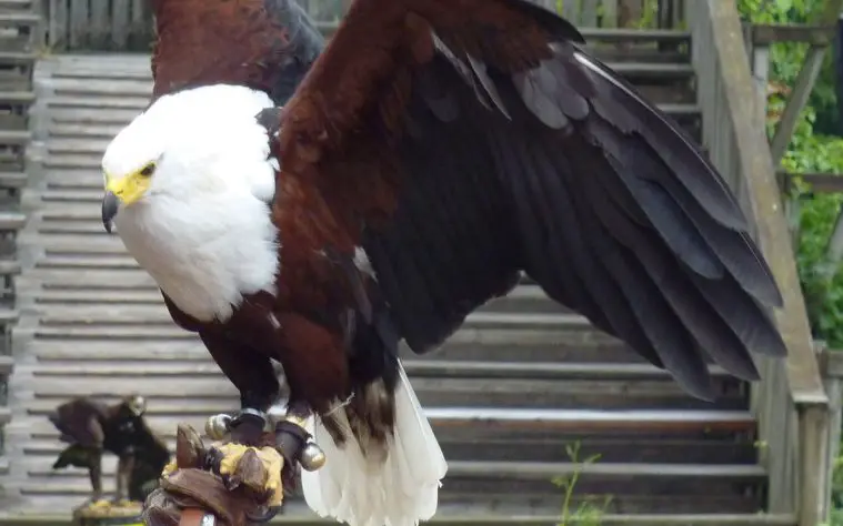African Fish Eagle (Haliaeetus vocifer)