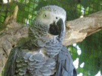 African grey parrot