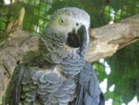 African grey parrot