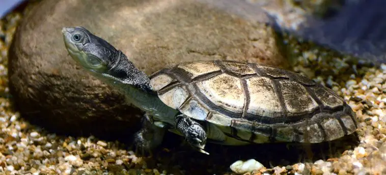 African helmeted turtle