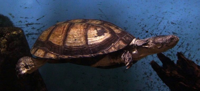 African helmeted turtle