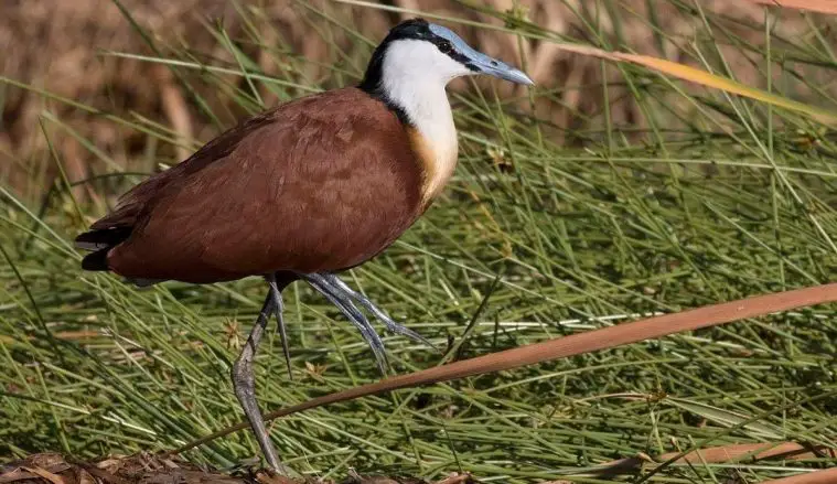 African Jacana (Actophilornis africanus)