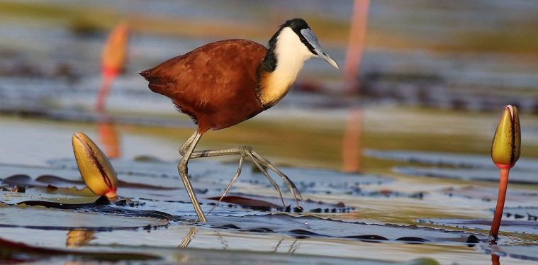 African Jacana (Actophilornis africanus)