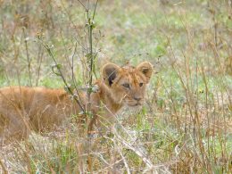 African Lion Cubs Monarto Safari Park