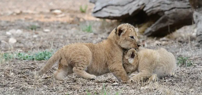 African Lion Cubs Monarto Safari Park