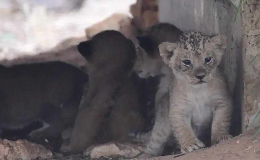 African Lion Cubs Monarto Safari Park
