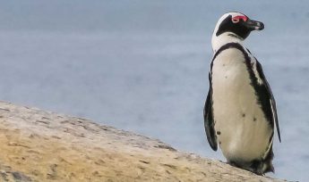 African Penguin