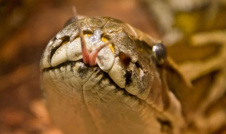 African Rock Python (Python sebae)