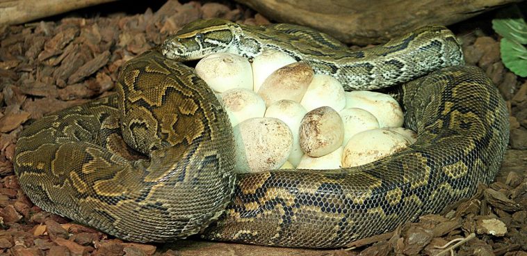 African Rock Python (Python sebae)
