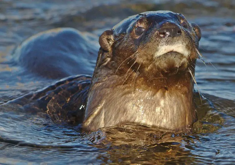 Spotted-Necked Otter