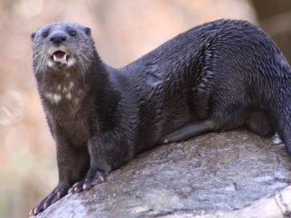 Spotted-Necked Otter