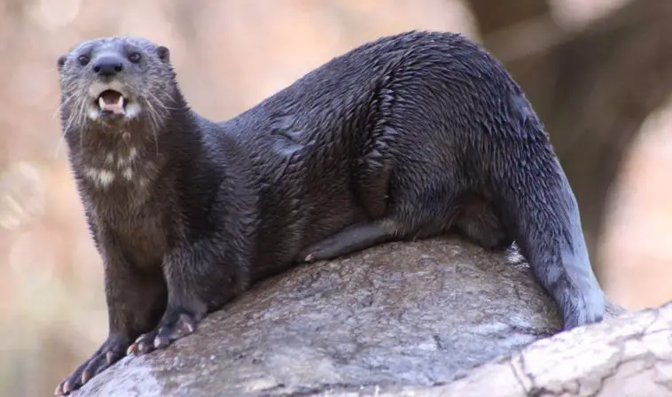Spotted-Necked Otter