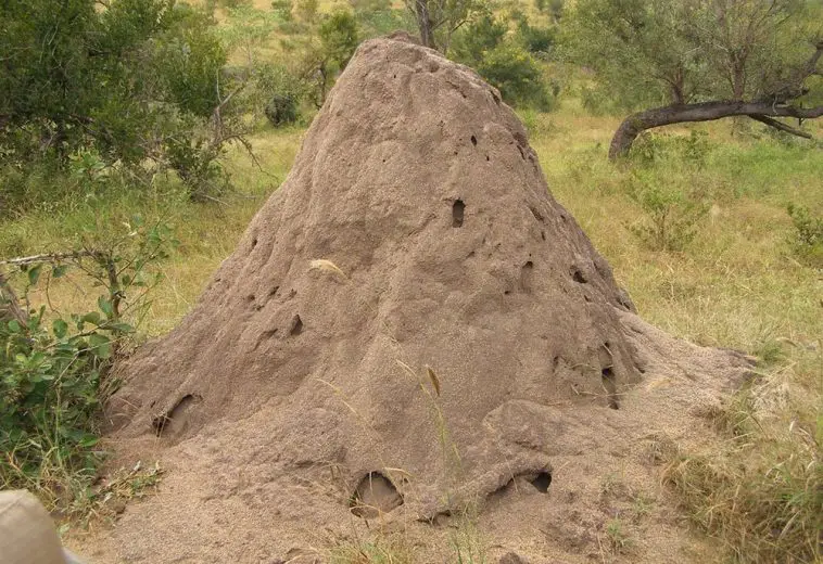 African Termites