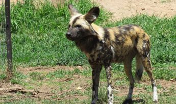 African Wild Dog