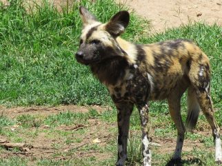 African Wild Dog