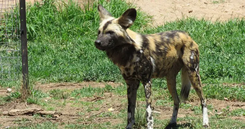 African Wild Dog