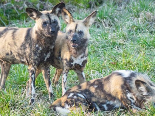 Wild Dog Pack at ZSL Whipsnade Zoo
