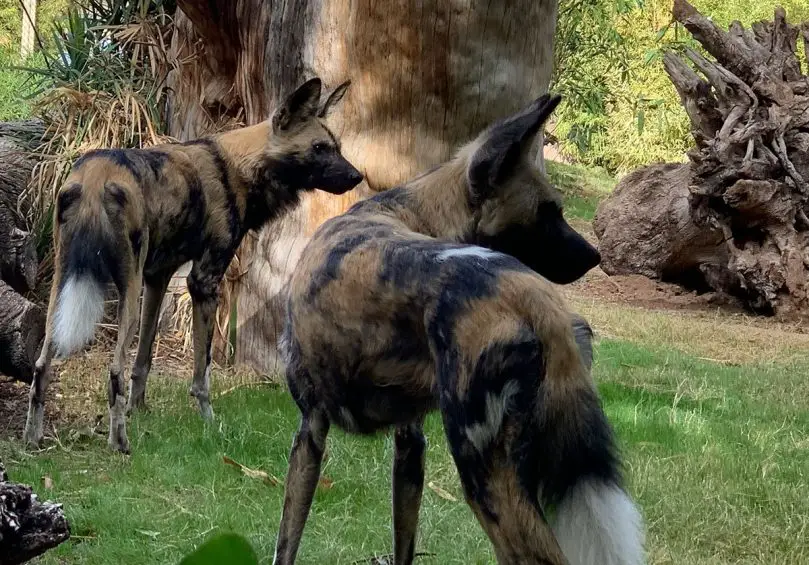 african wild dogs reid park zoo
