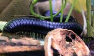 African Giant Millipede