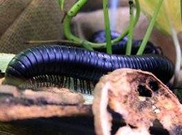 African Giant Millipede