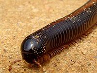 African Giant Millipede