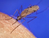 African malaria mosquito
