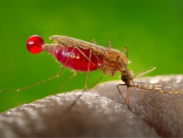 African malaria mosquito
