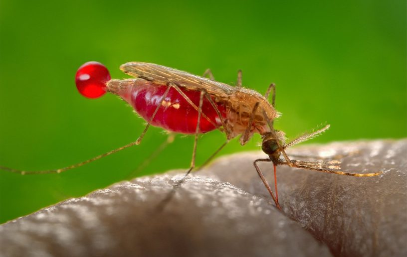 African malaria mosquito
