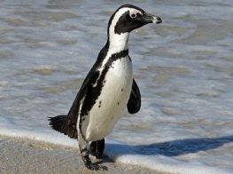 African penguin