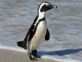 African penguin