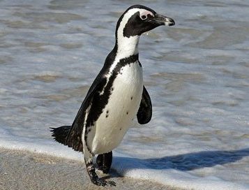 African penguin