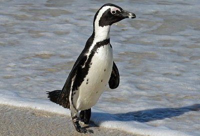 African penguin