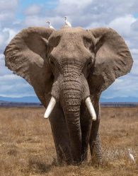 African savanna elephant