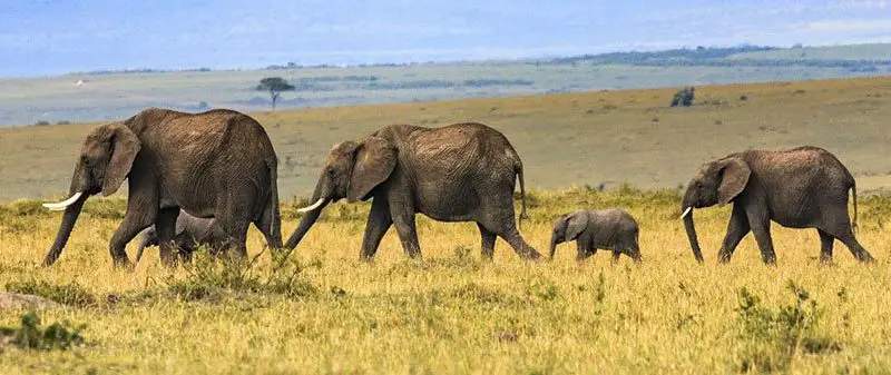 African savanna elephant