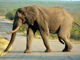 African savanna elephant