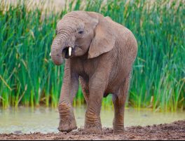 African savanna elephant
