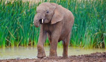 African savanna elephant