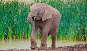 African savanna elephant