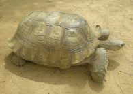 african spurred tortoise