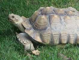 african spurred tortoise
