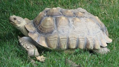 african spurred tortoise