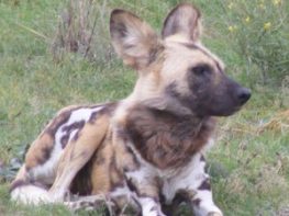 African wild dog