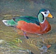 African pygmy goose