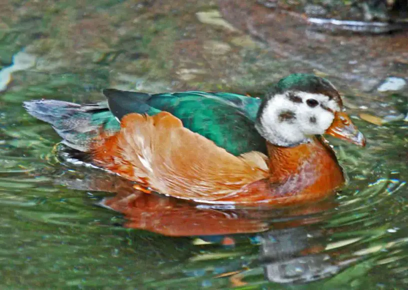 African pygmy goose