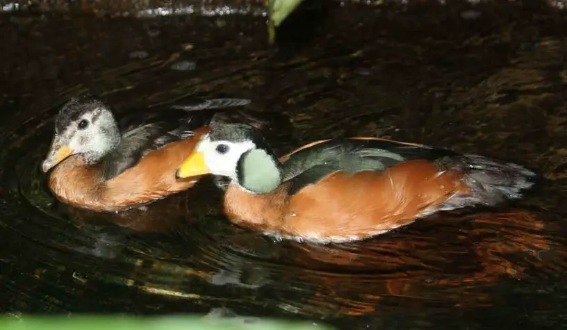 African pygmy goose