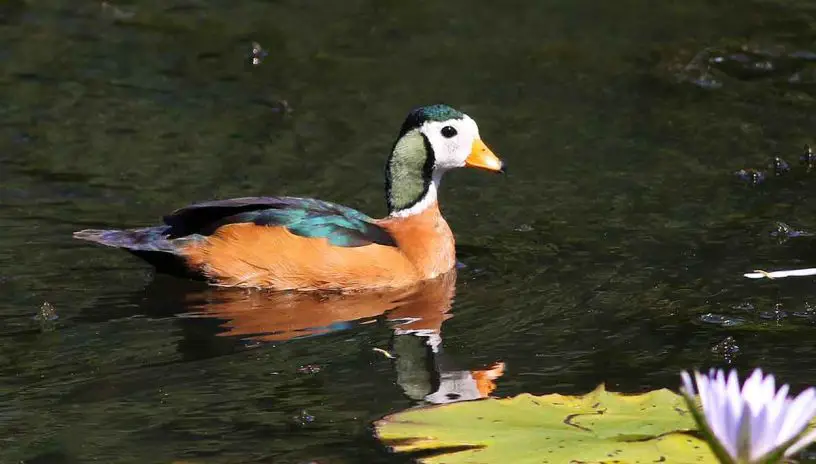 African pygmy goose