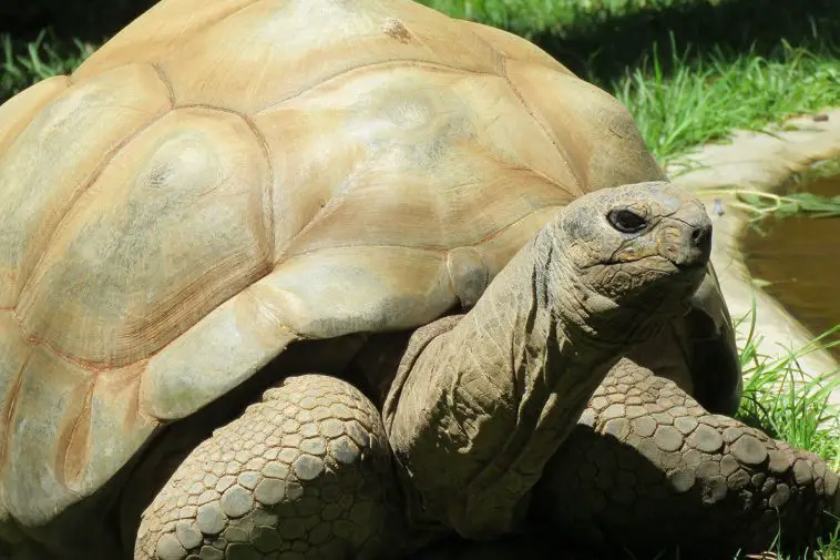 Aldabra Giant Tortoise