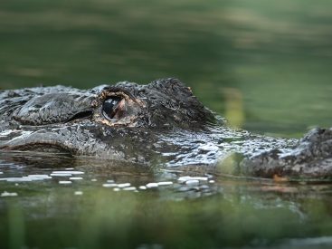 australia zoo alligator birthday