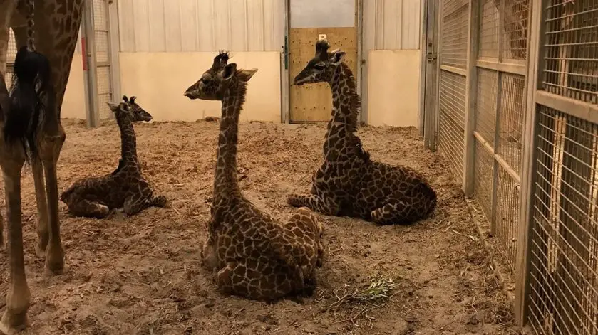 columbus zoo giraffe calves